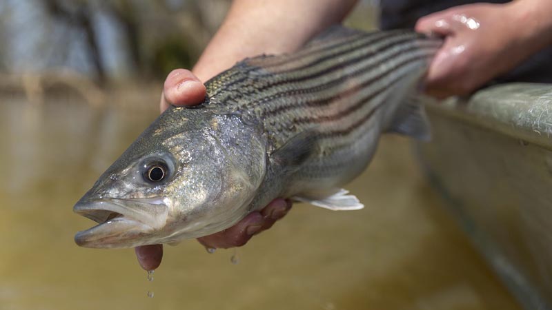 striper