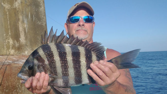sheepshead