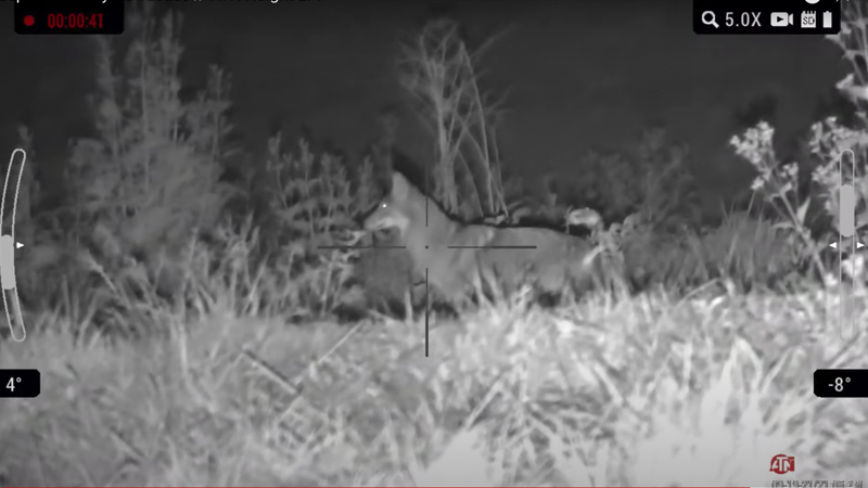 coyotes