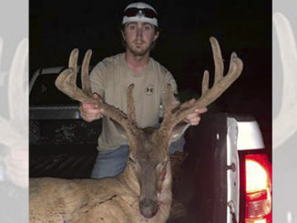 velvet buck