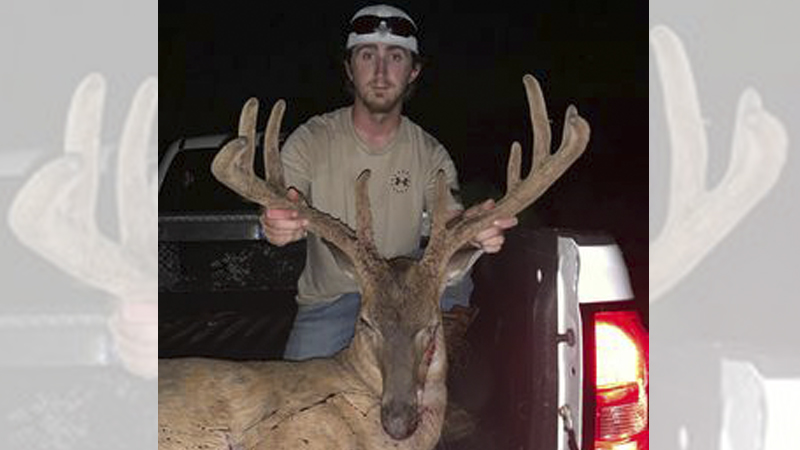 velvet buck
