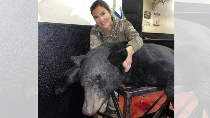bear