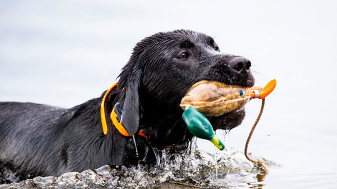 retriever