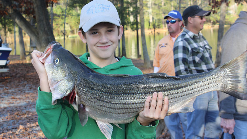 stripers