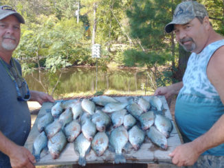 crappie