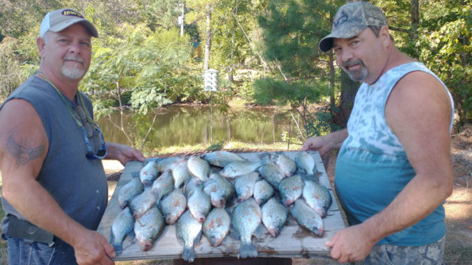 crappie