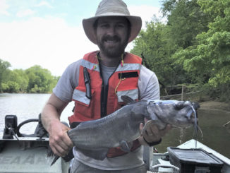white catfish