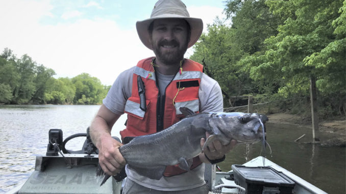 white catfish