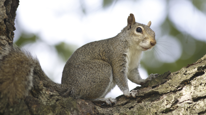 squirrel