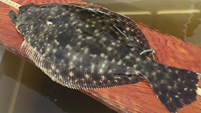 flounder