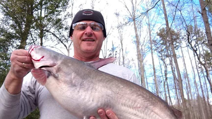 10-pound blue cat