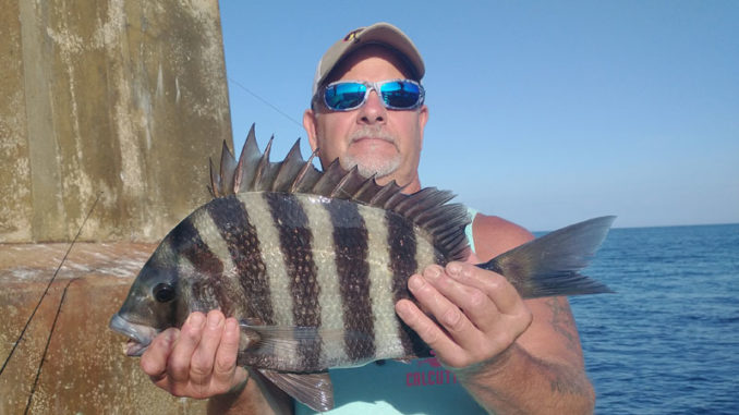 sheepshead