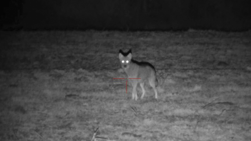 coyote