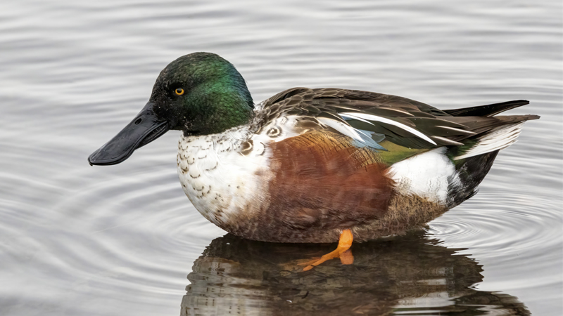 Avian flu