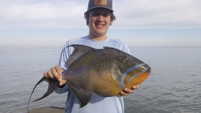 queen triggerfish