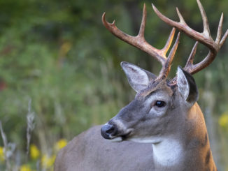 Urban Archery Season