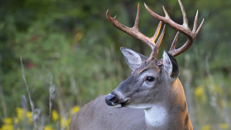 Urban Archery Season