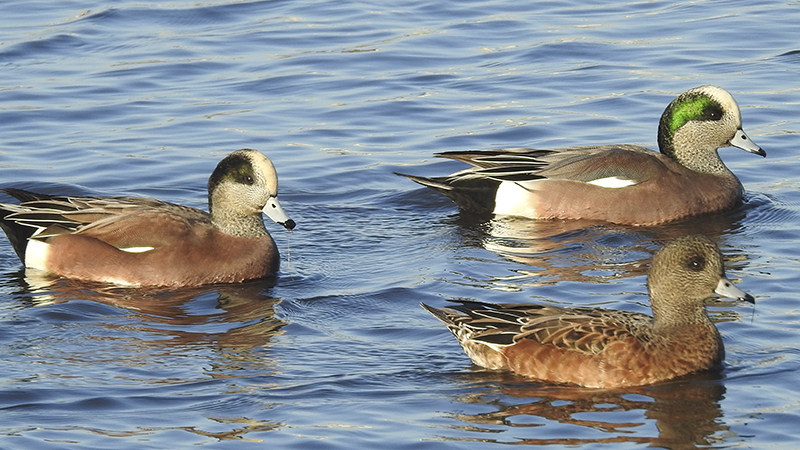 Avian flu