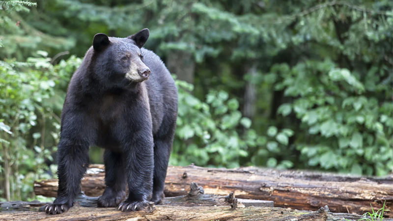 bear