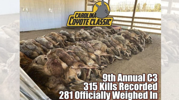 coyote