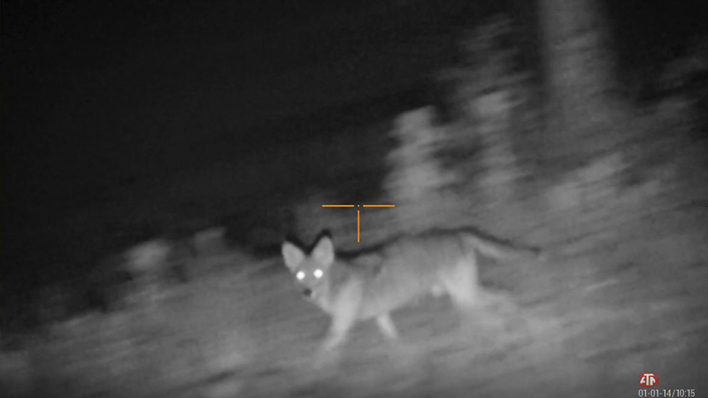 coyote