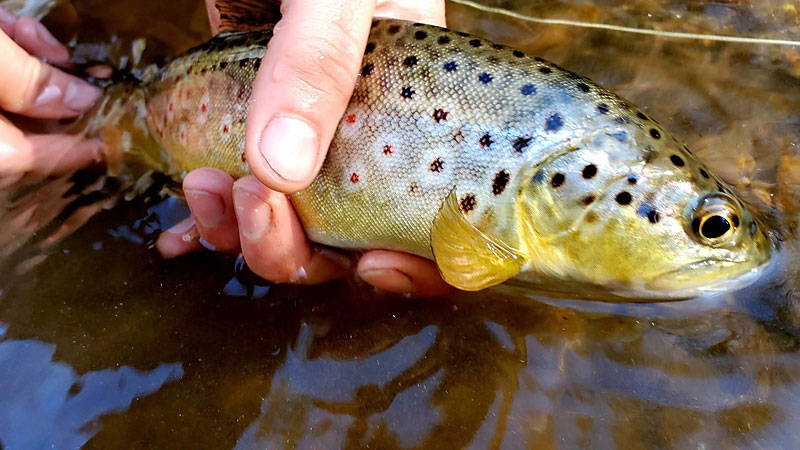 fly fishing
