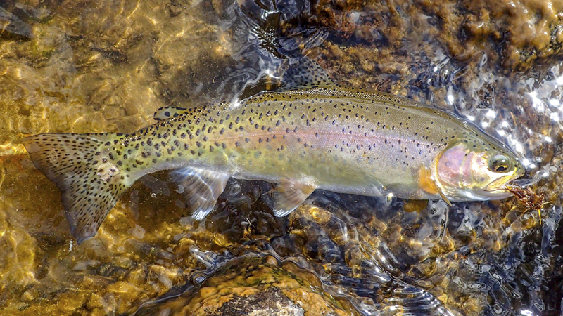 trout