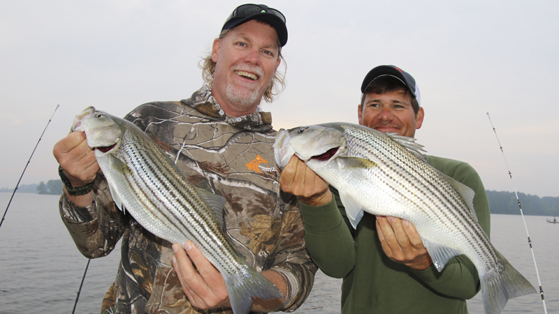 striped bass