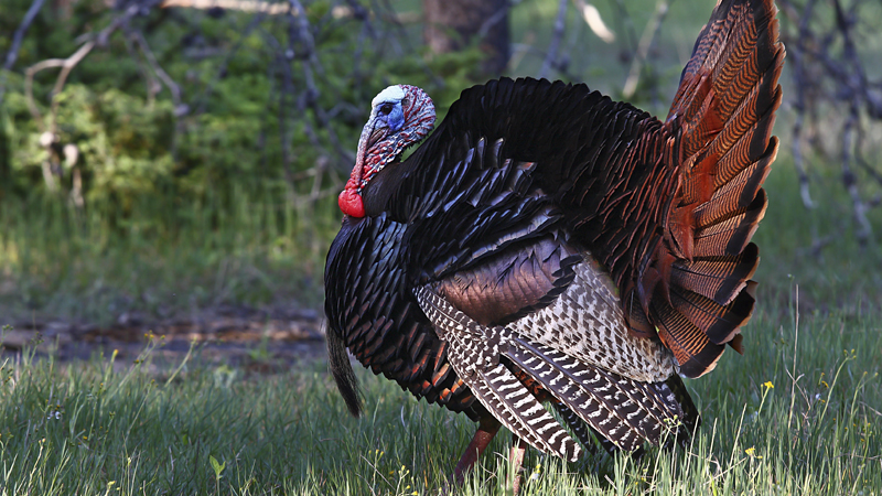 turkey hunting