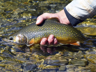 Hatchery Supported Trout Waters