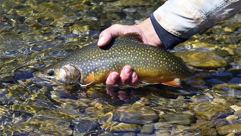 Hatchery Supported Trout Waters