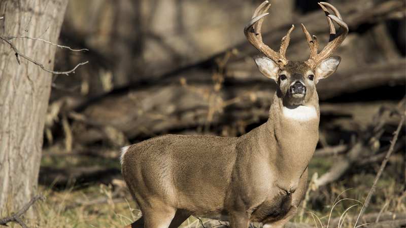 CWD