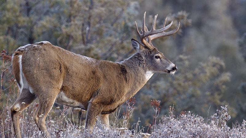 CWD