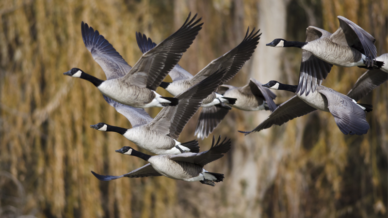 migratory game bird