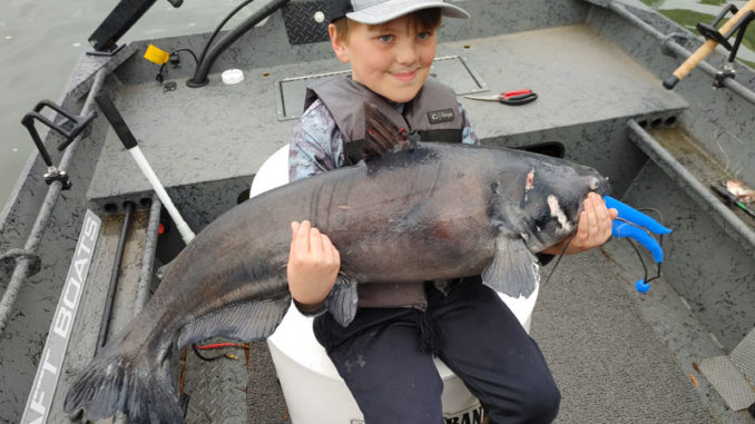 catfish