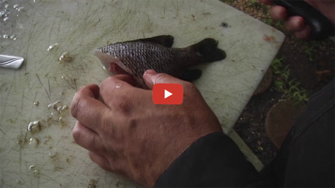panfish