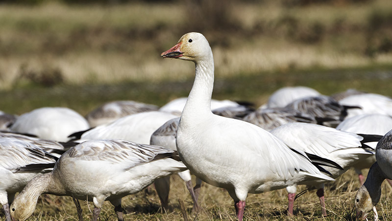 avian flu