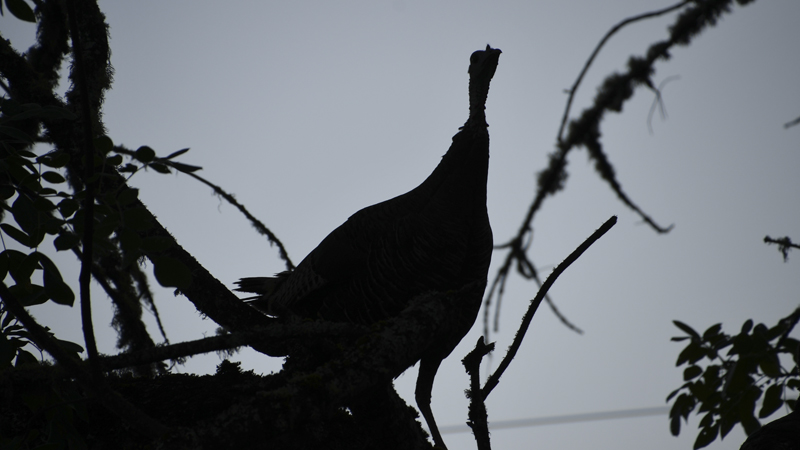 turkey