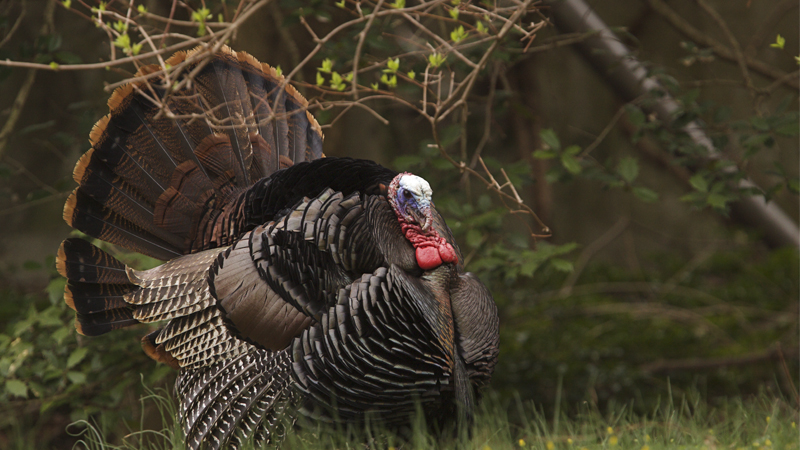 turkey