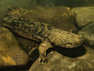 hellbender