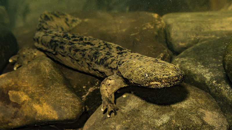 hellbender