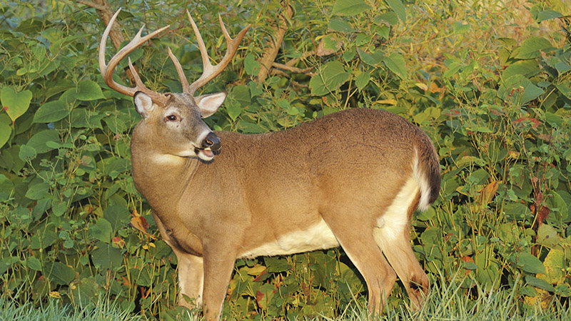 CWD