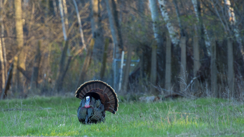 turkey