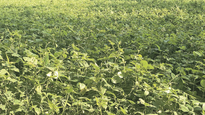 crops