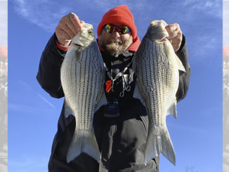 hybrid bass