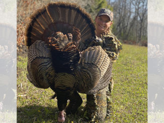 banded gobbler