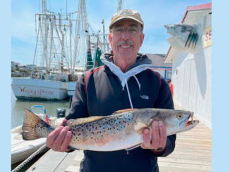 speckled trout