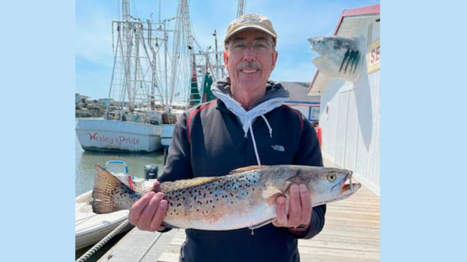 speckled trout