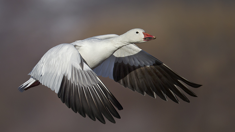 migratory
