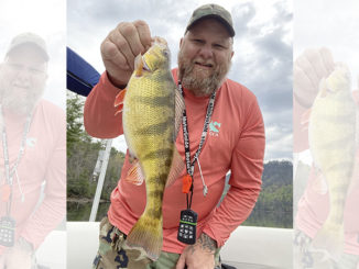 yellow perch